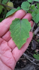 Physalis grisea