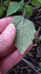 Physalis grisea