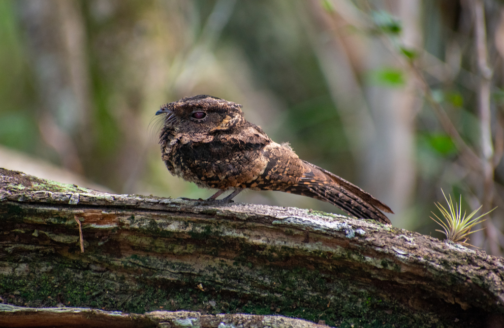 Yucatan Poorwill photo