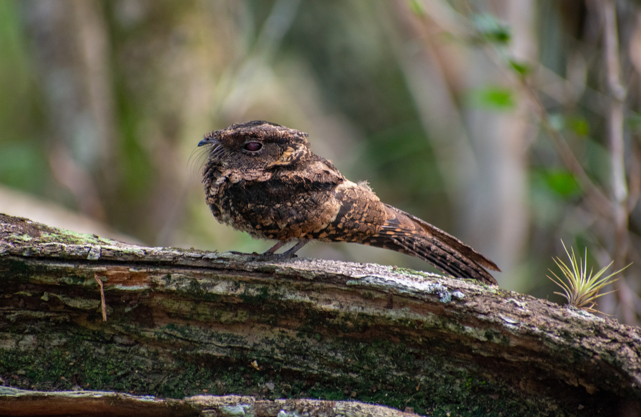 Yucatan Poorwill illustration
