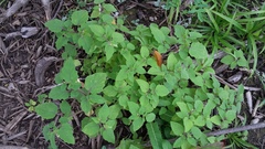 Physalis grisea