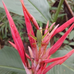 Heliconia psittacorum