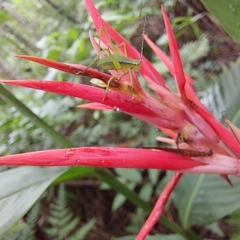 Heliconia psittacorum