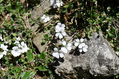 Acanthophyllum cerastioides