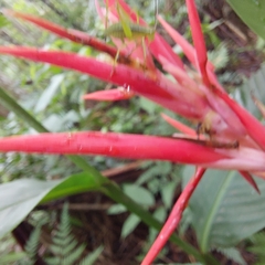 Heliconia psittacorum