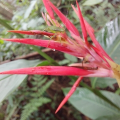 Heliconia psittacorum