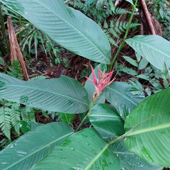 Heliconia psittacorum