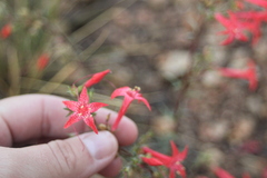 Ipomopsis aggregata formosissima