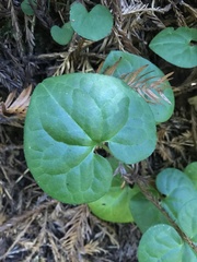 Asarum caudatum
