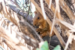 Sciurus