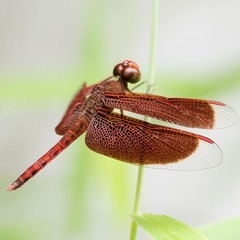 Neurothemis fluctuans