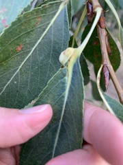 Thecabius populimonilis