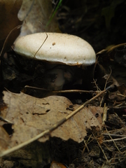 Russula compacta