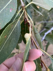 Thecabius populimonilis