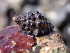 Tenguella marginalba