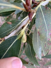 Thecabius populimonilis