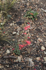 Ipomopsis aggregata formosissima