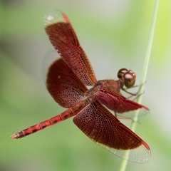 Neurothemis fluctuans