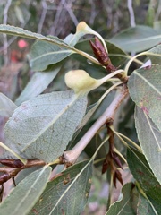 Thecabius populimonilis