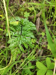 Anogramma leptophylla