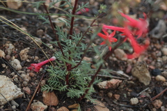 Ipomopsis aggregata formosissima