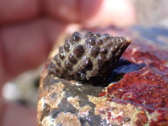 Tenguella marginalba