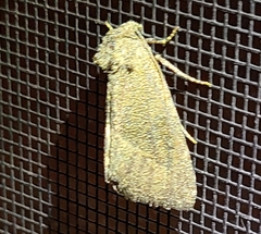 Plagiomimicus spumosum