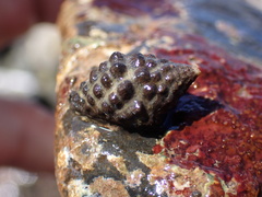 Tenguella marginalba