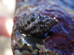 Tenguella marginalba