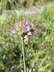 Allium validum