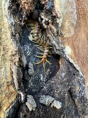 Ethmostigmus rubripes