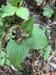 Maianthemum dilatatum