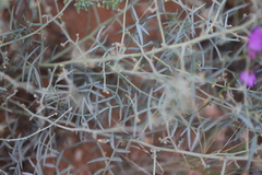 Swainsona campylantha