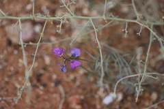 Swainsona campylantha