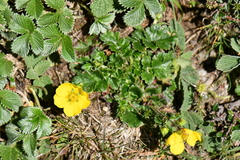 Geum