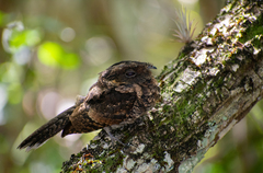 Nyctiphrynus yucatanicus