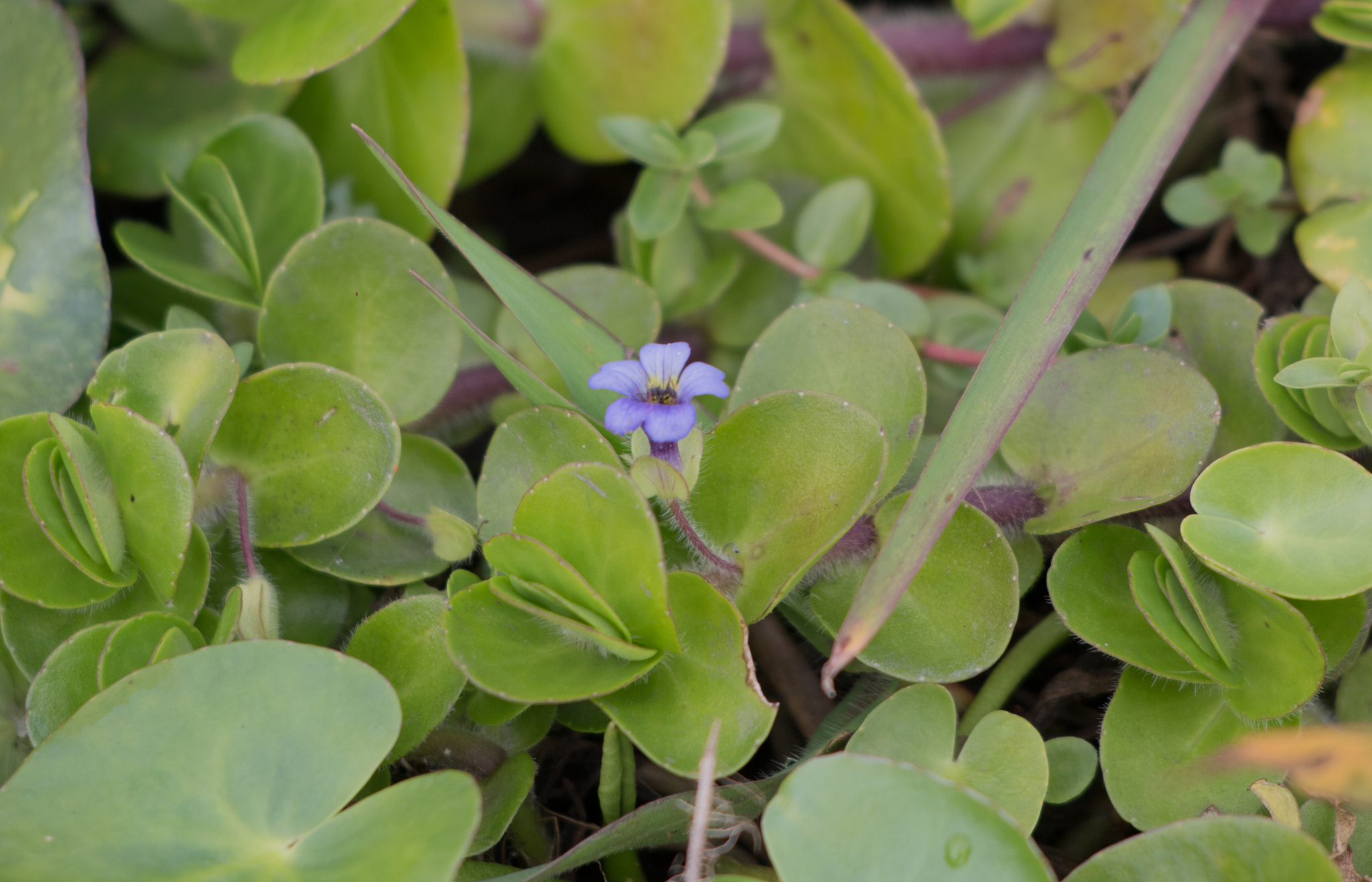 Bacopa lanigera