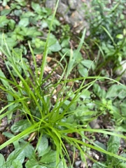 Cyperus croceus
