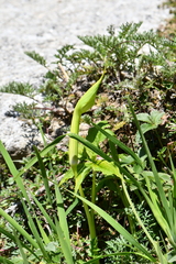 Arisaema jacquemontii