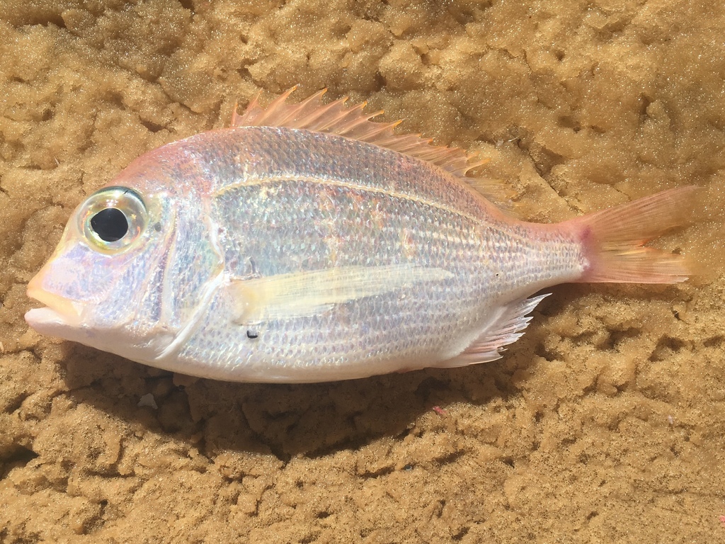 Yellow Snout Seabream
