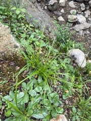Cyperus croceus