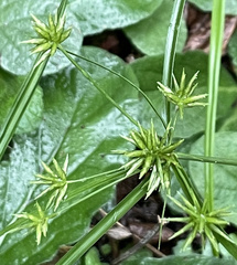 Cyperus croceus