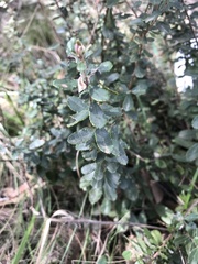 Bursaria spinosa spinosa