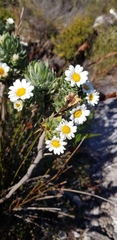 Osmitopsis asteriscoides