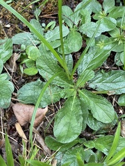 Ajuga reptans
