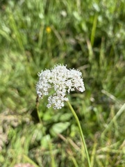 Perideridia parishii latifolia