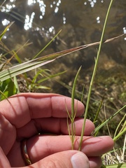 Perideridia parishii latifolia
