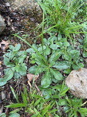 Ajuga reptans