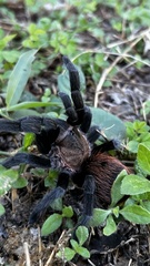 Tliltocatl epicureanus