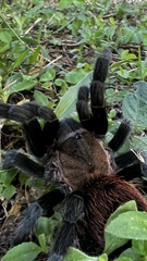 Tliltocatl epicureanus